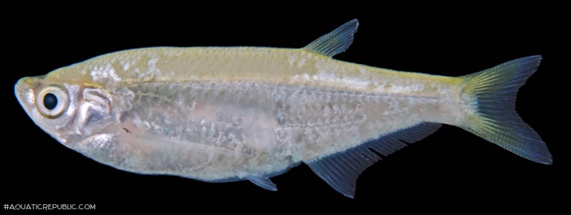 Parachela siamensis