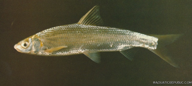 Xenocypris macrolepis