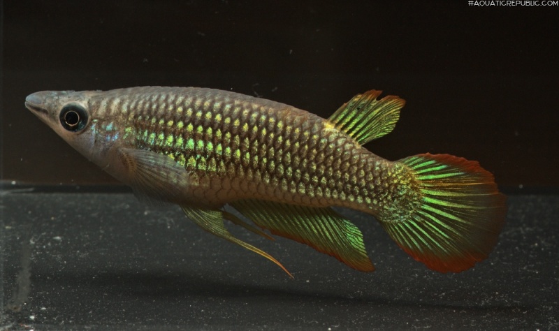 Aplocheilus lineatus