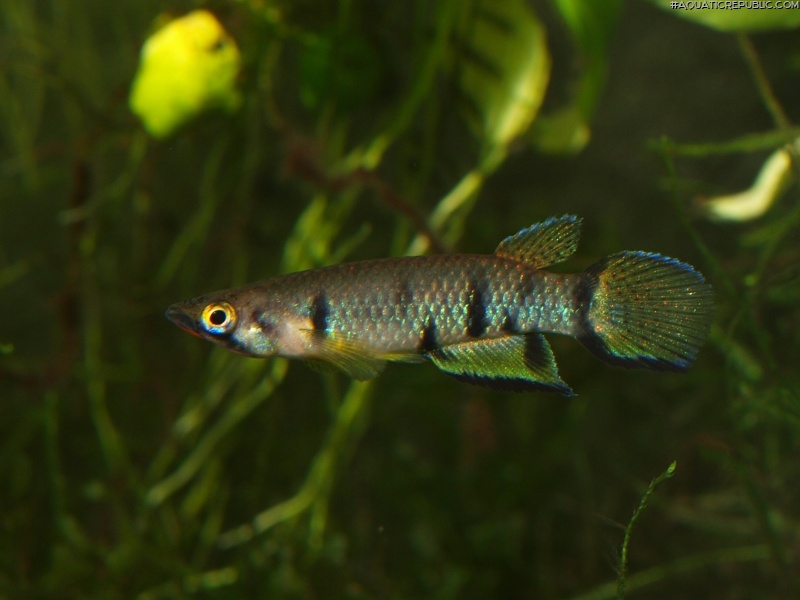 Epiplatys dageti