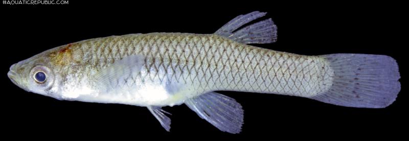 Gambusia affinis