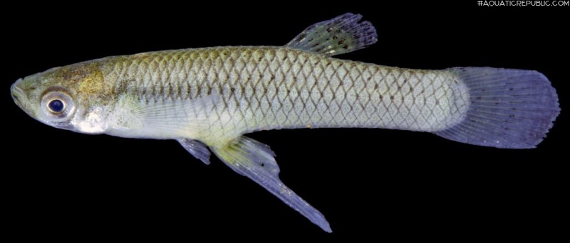 Gambusia affinis