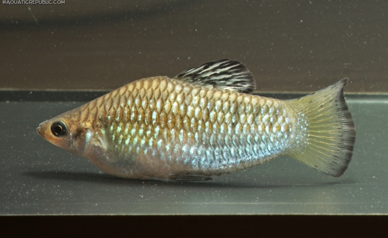 Poecilia perugiae