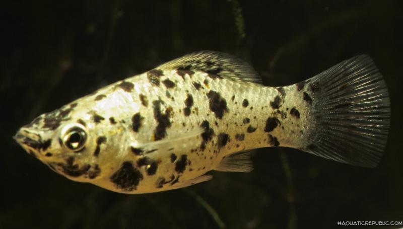 Poecilia sphenops