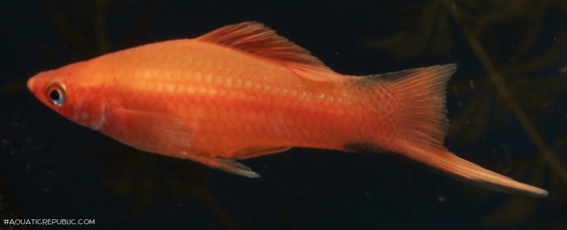 Xiphophorus hellerii