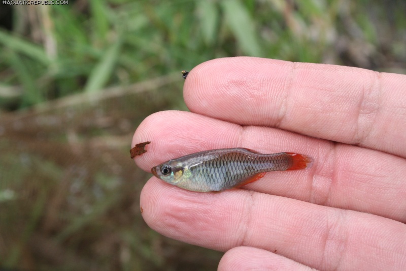 Platypanchax modestus