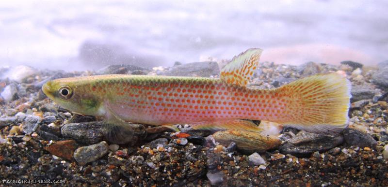 Cynodonichthys magdalenae