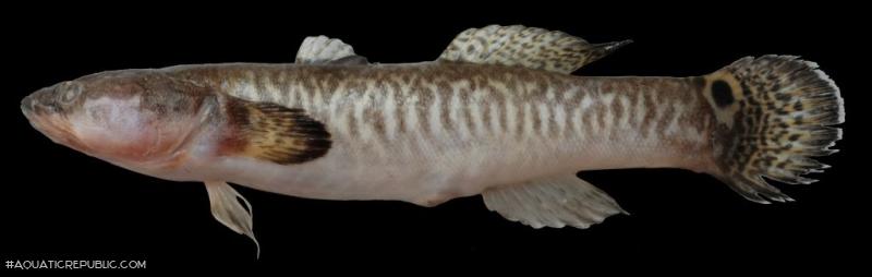 Bostrychus scalaris