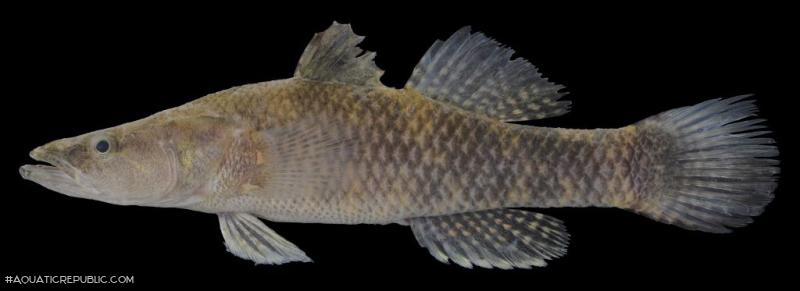 Butis humeralis