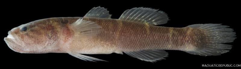 Oxyeleotris urophthalmus