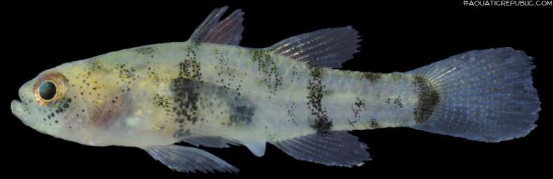 Brachygobius mekongensis