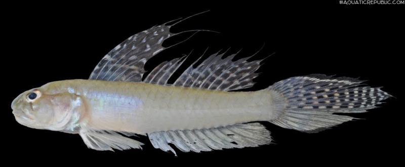Oligolepis acutipennis