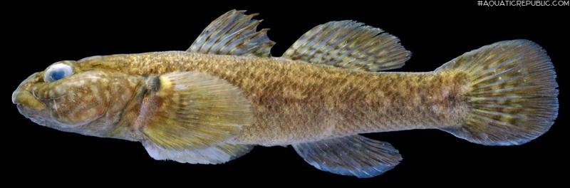 Papuligobius ocellatus