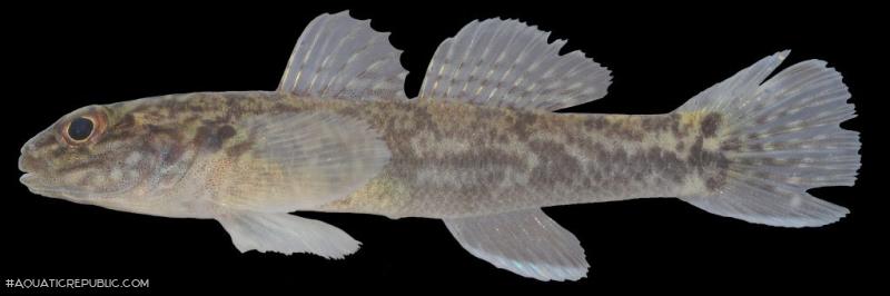 Papuligobius ocellatus