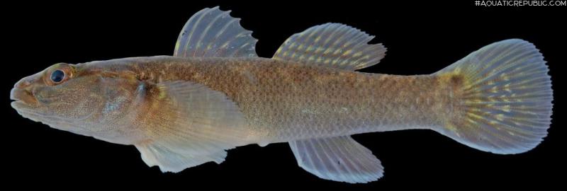 Papuligobius ocellatus
