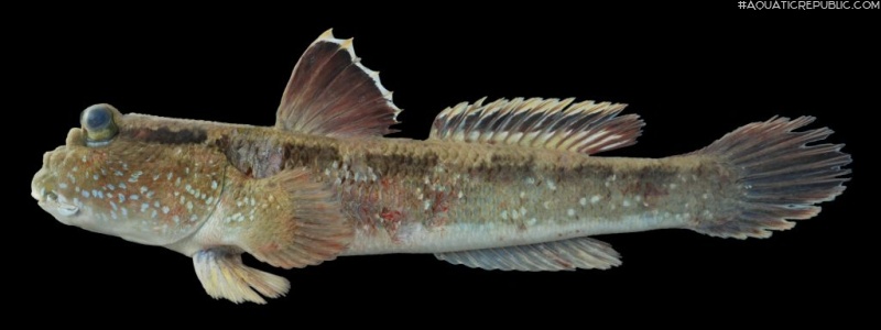 Periophthalmodon schlosseri