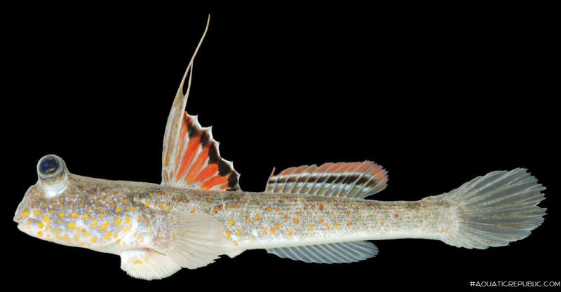 Periophthalmus chrysospilos