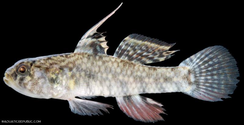 Redigobius nanus