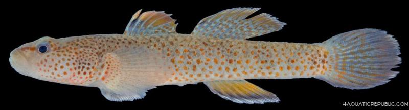Rhinogobius mekongianus