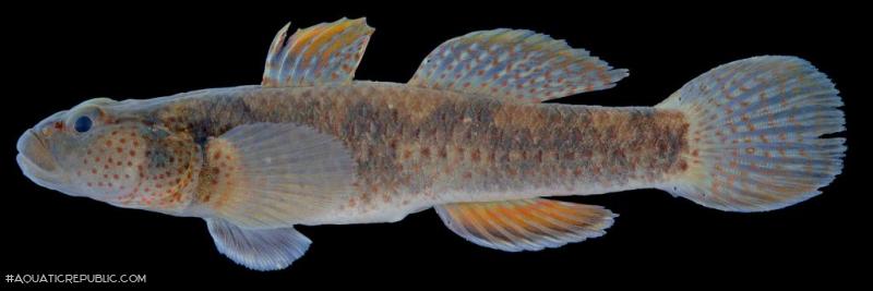 Rhinogobius mekongianus