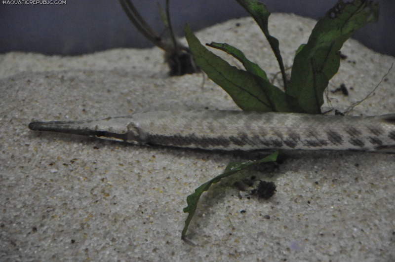 Lepisosteus platostomus