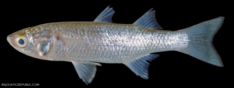 Mugil cephalus