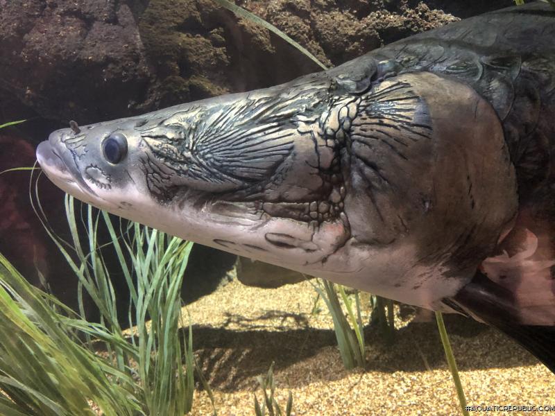 Arapaima gigas