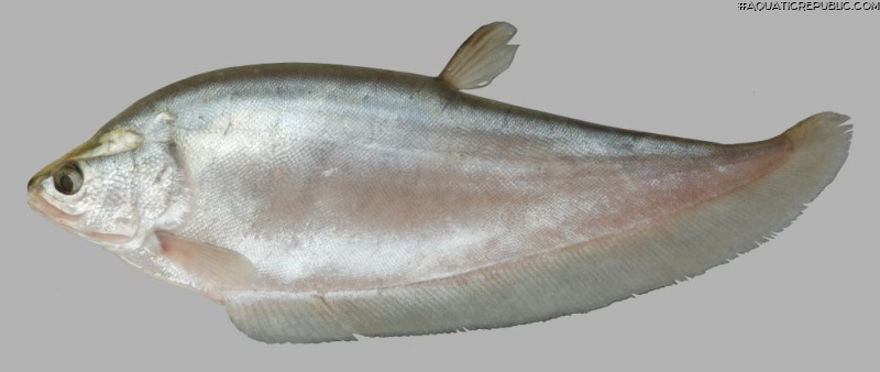 Notopterus notopterus