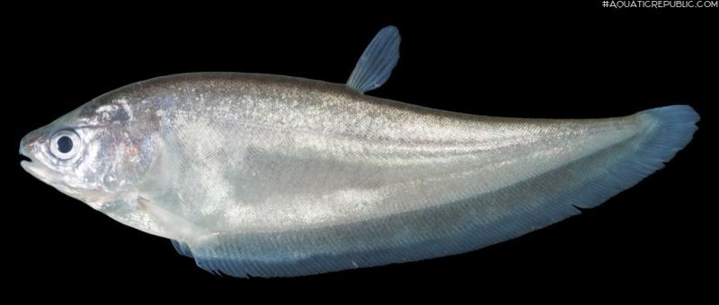 Notopterus notopterus
