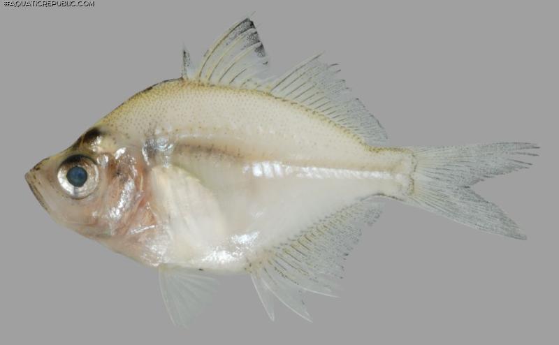 Chanda siamensis
