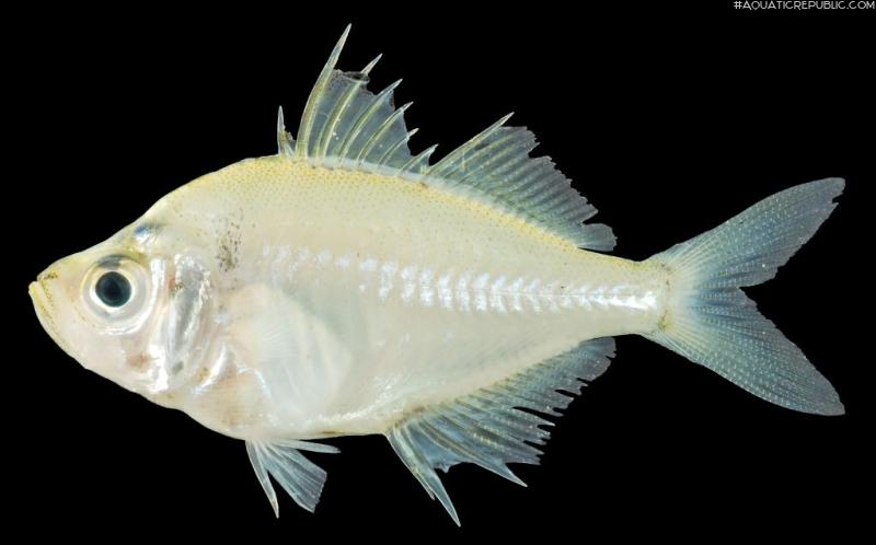 Chanda siamensis