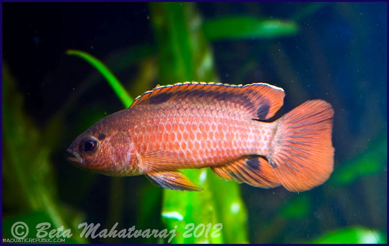 Badis singenensis