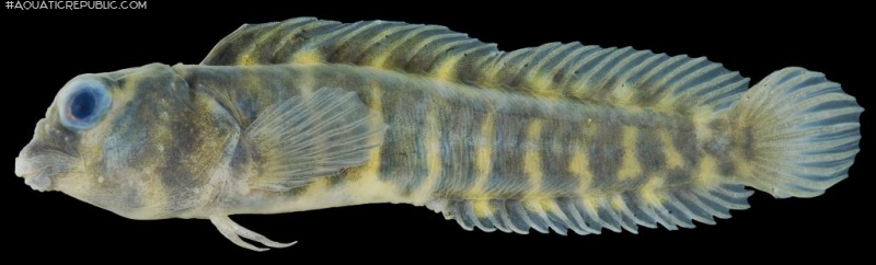 Phenablennius heyligeri