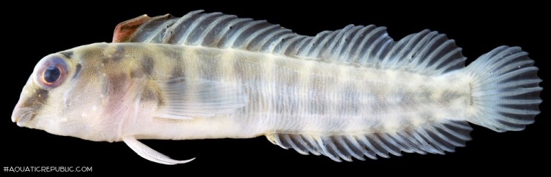 Phenablennius heyligeri