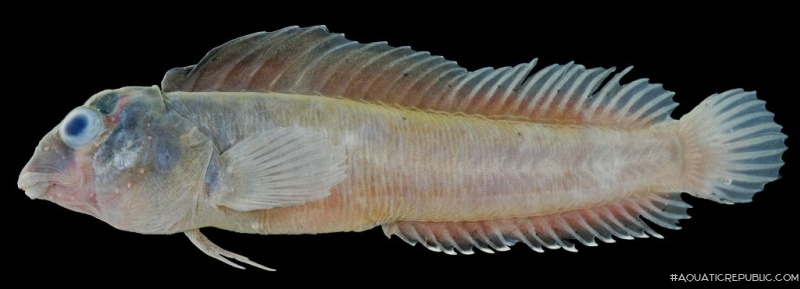 Phenablennius heyligeri