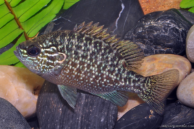 Lepomis marginatus