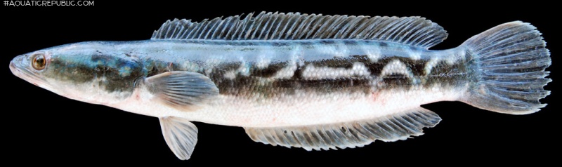 Channa micropeltes