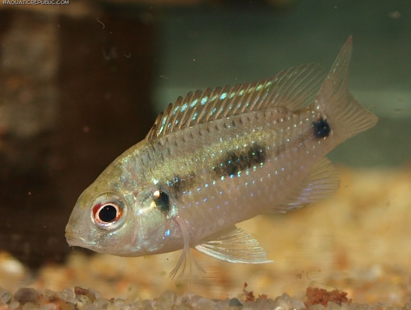 Anomalochromis thomasi