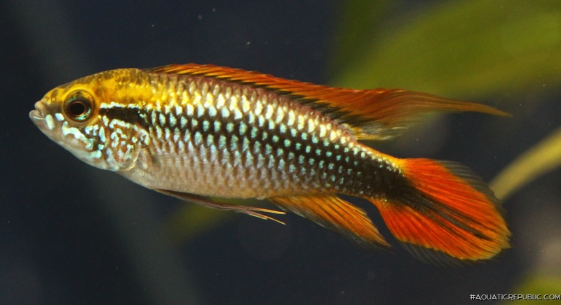 Apistogramma agassizii