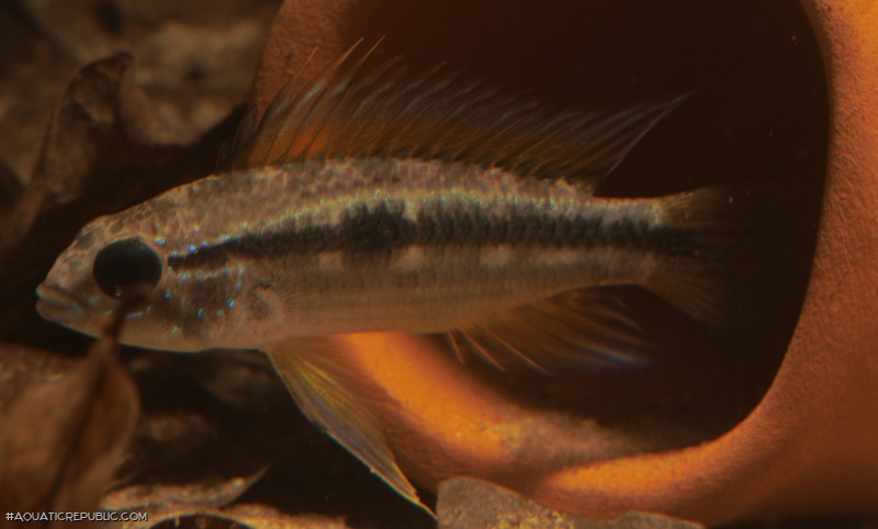 Apistogramma bitaeniata