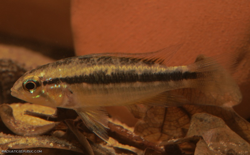 Apistogramma bitaeniata