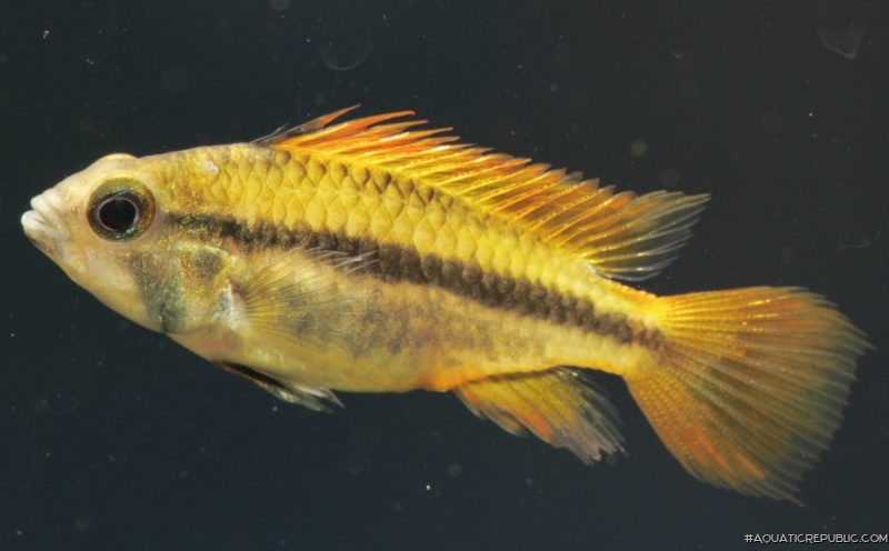 Apistogramma cacatuoides