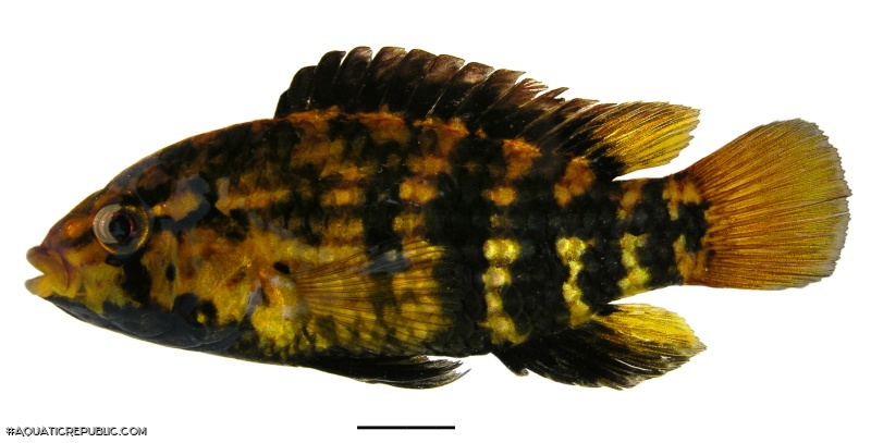 Apistogramma kullanderi