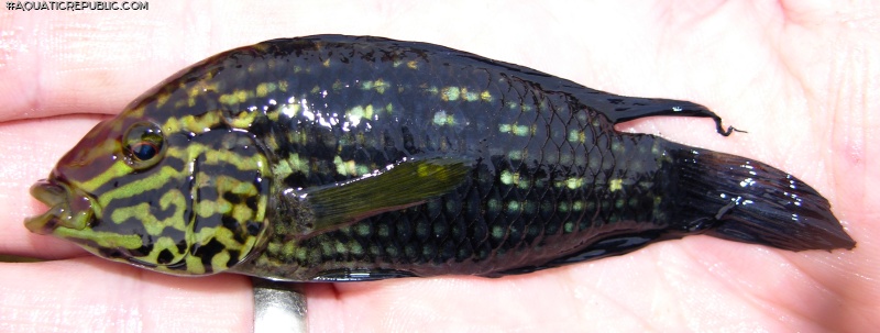 Apistogramma kullanderi