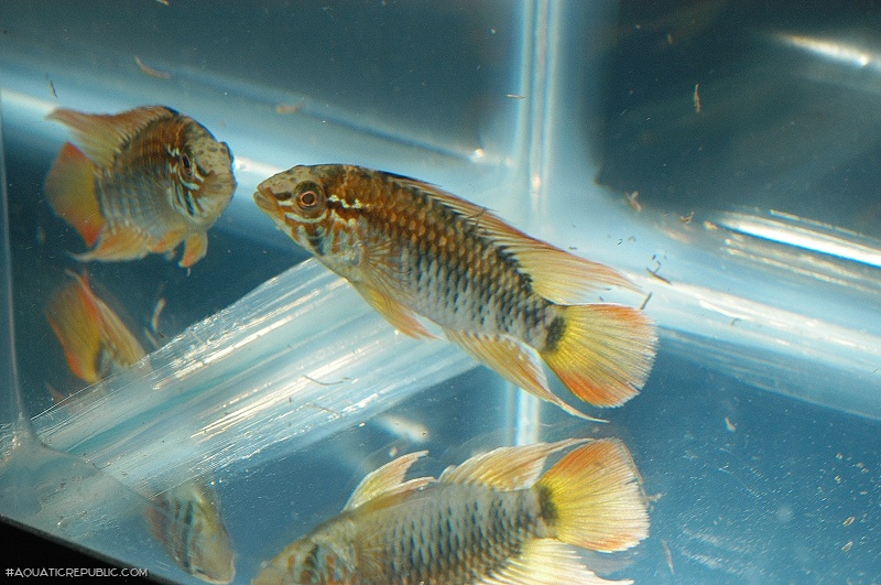 Apistogramma viejita