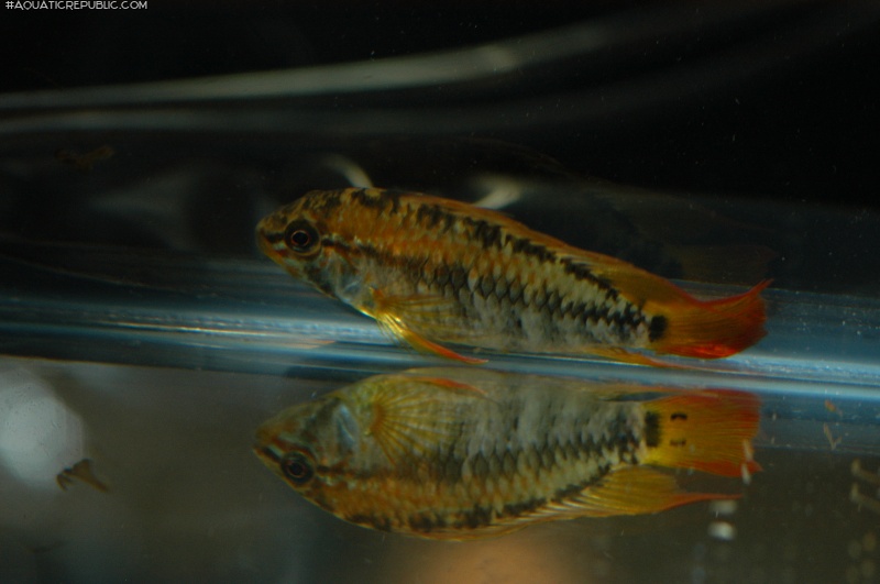 Apistogramma viejita