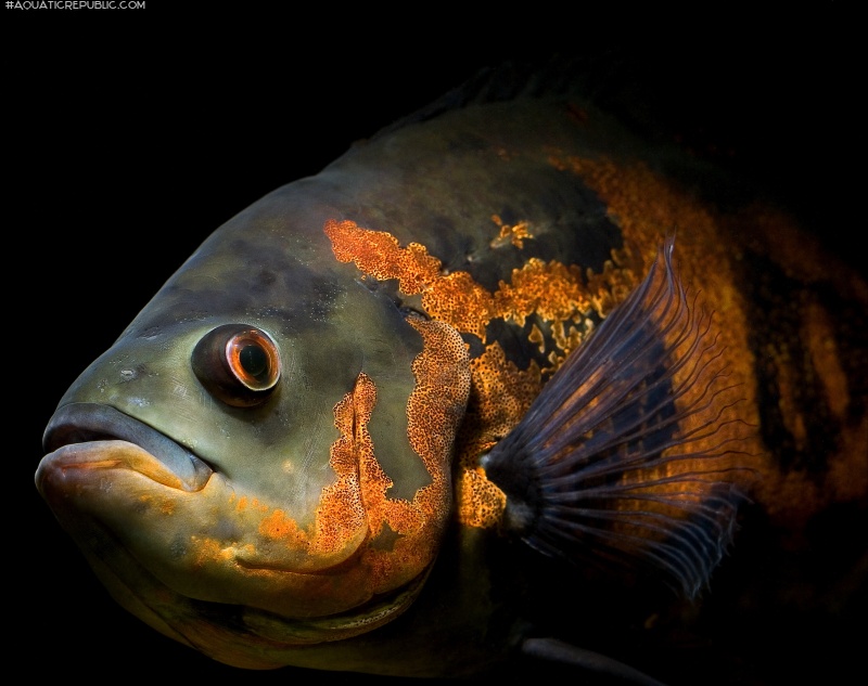 Astronotus ocellatus