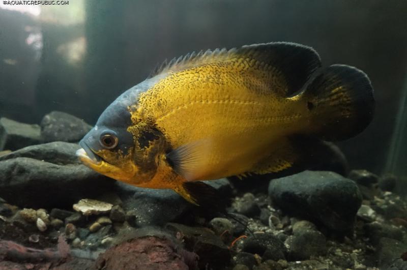 Astronotus ocellatus