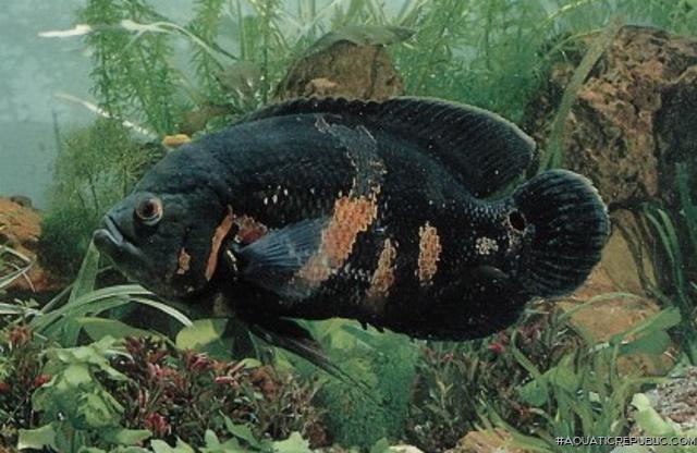 Astronotus ocellatus