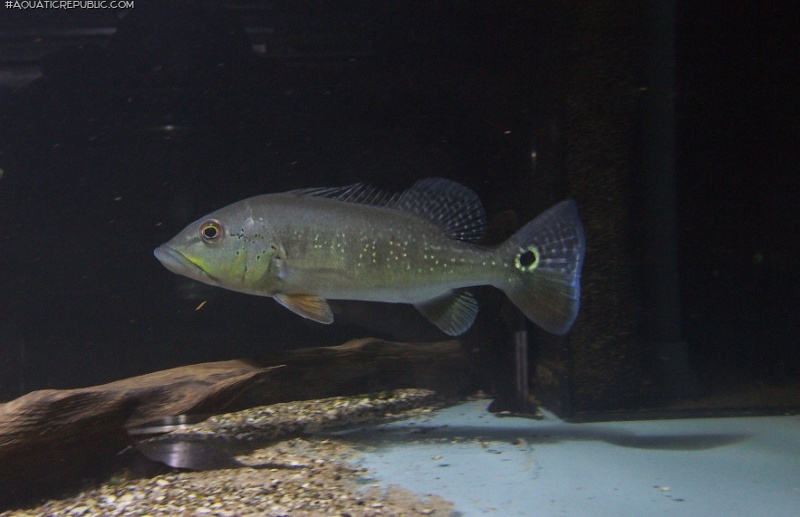 Cichla intermedia